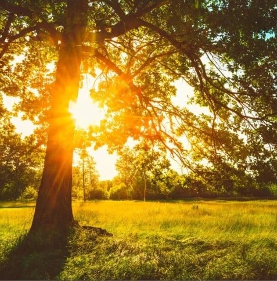 Sepultura - Otros Servicios